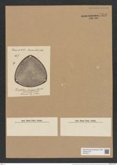 Triceratium arrogans Truan et Witt (de-Toni-Nr.: Genus 140, Species 3781) Zeichnungen Sammlung Grunow Nr. 7293 (NHMW-BOT-W0376317)